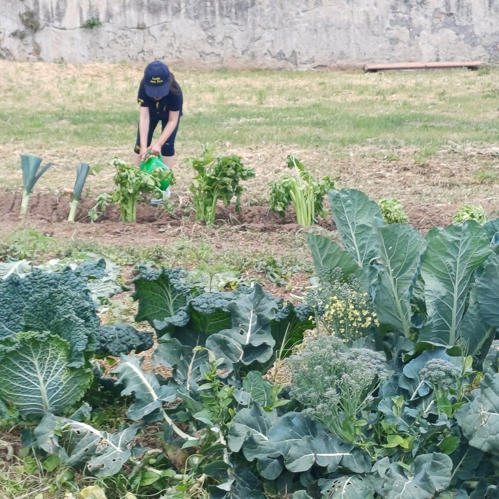 Les sortides escolars son una part molt important del nostre projecte educatiu ja que permeten connectar els aprenentatges escolars amb l’entorn proper d’una manera motivadora, pràctica i vivencial. A més ajuden al desenvolupament social i emocional dels nens i nenes afavorint aspectes com l’autonomia, la socialització, creació de vincles...